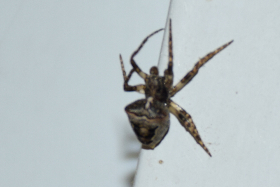 Gibbaranea bituberculata - kétcsúcsú keresztespók