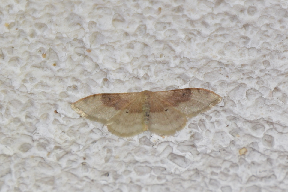 Idaea degeneraria - barnasávos araszoló