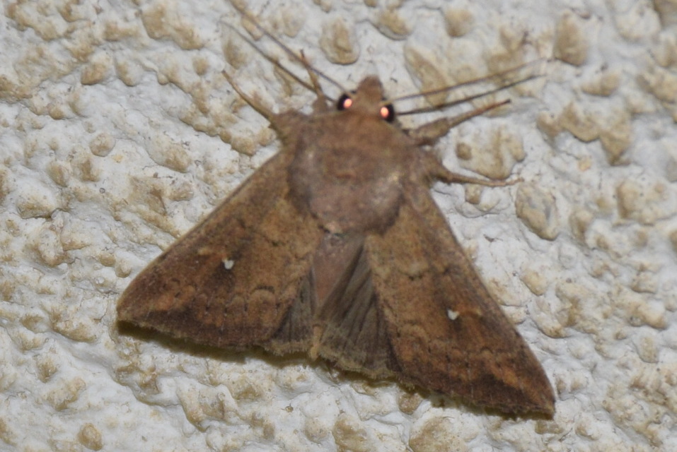 Mythimna albipuncta - fehérpettyes rétibagoly