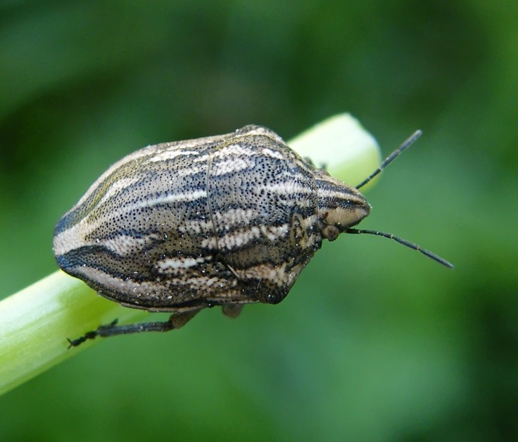 Odontotarsus purpureolineatus - tarka pajzsospoloska Odontotarsus purpureolineatus - tarka pajzsospoloska