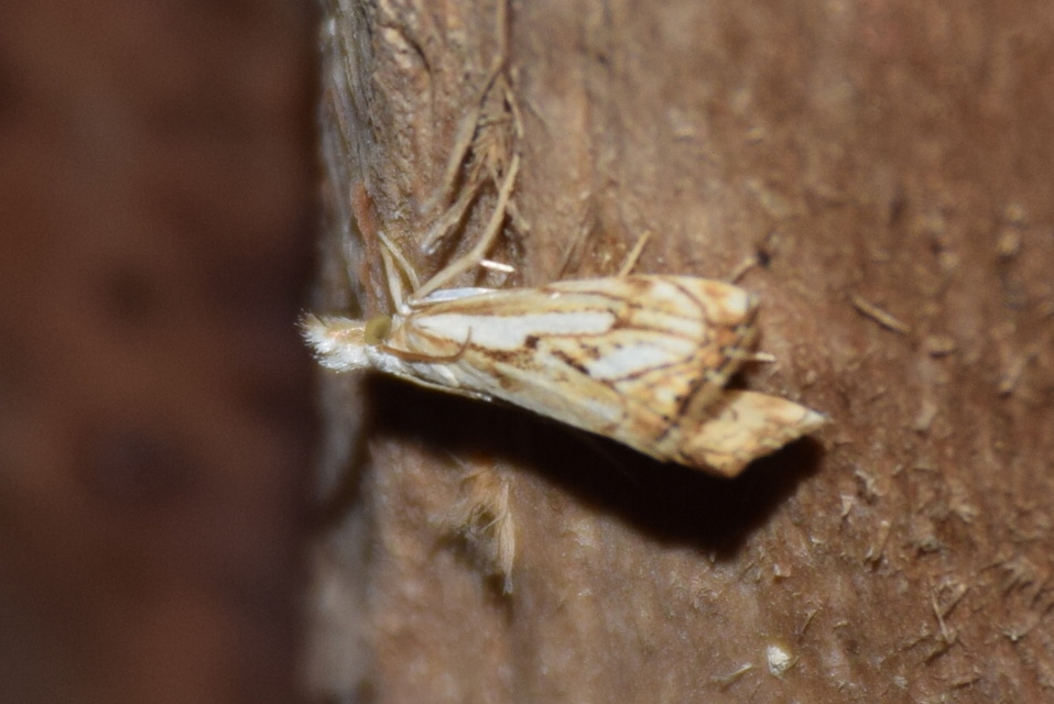 Catoptria falsella - hálós fűgyökérmoly