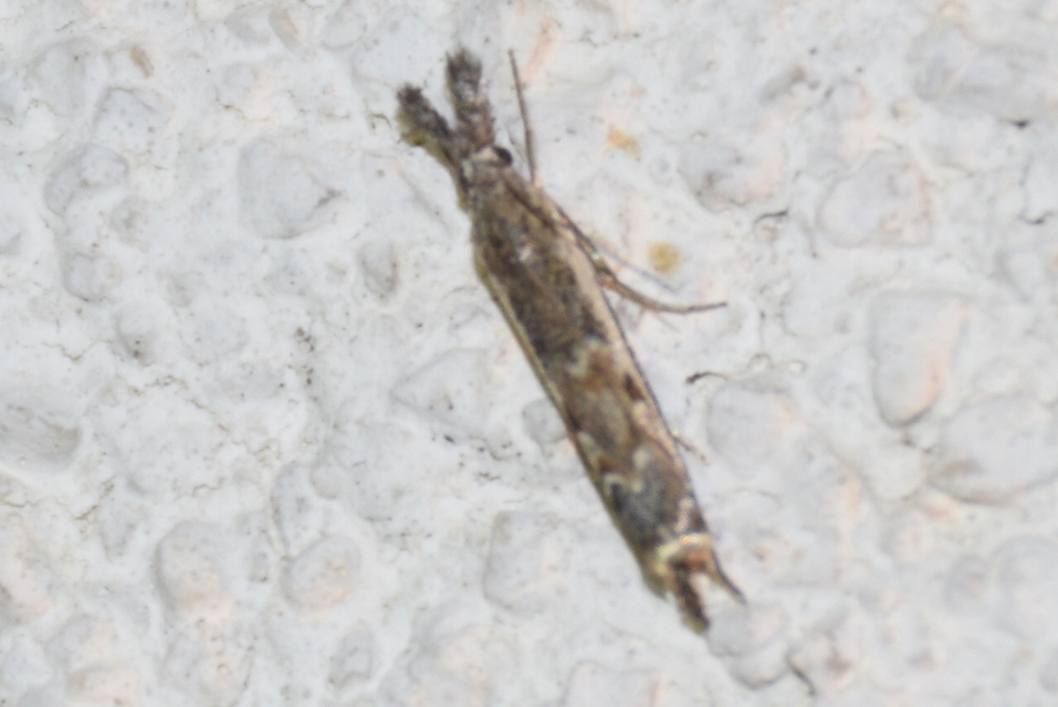 Platytes alpinella - moharágómoly