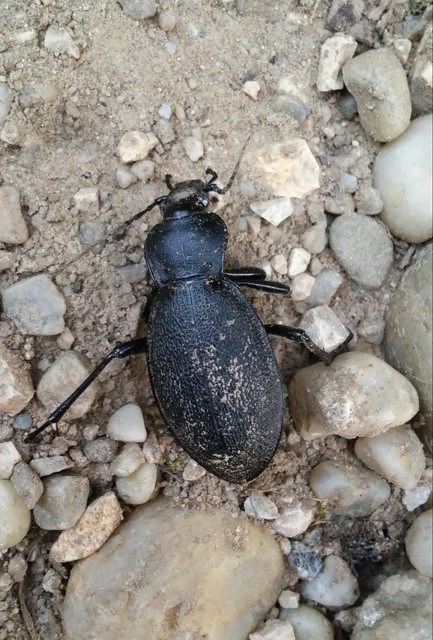 Carabus coriaceus - bőrfutrinka Carabus coriaceus - bőrfutrinka
