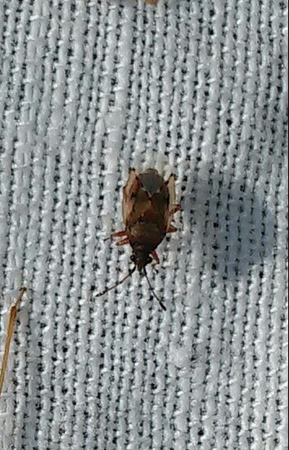 Kleidocerys resedae - nyírbodobács