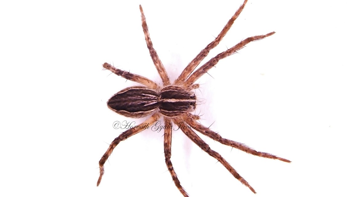 Pisaura mirabilis - csodáspók
