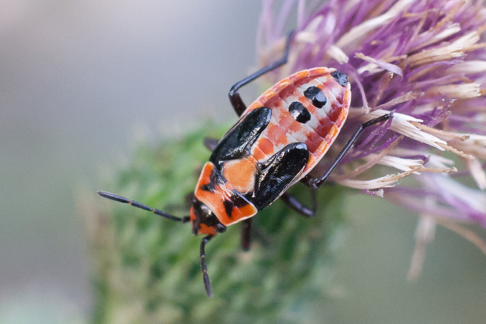 Lygaeus equestris/simulans