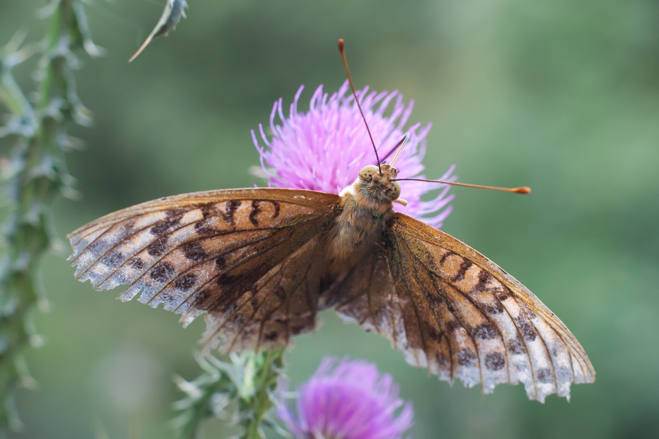 Argynnis pandora - zöldes gyöngyházlepke