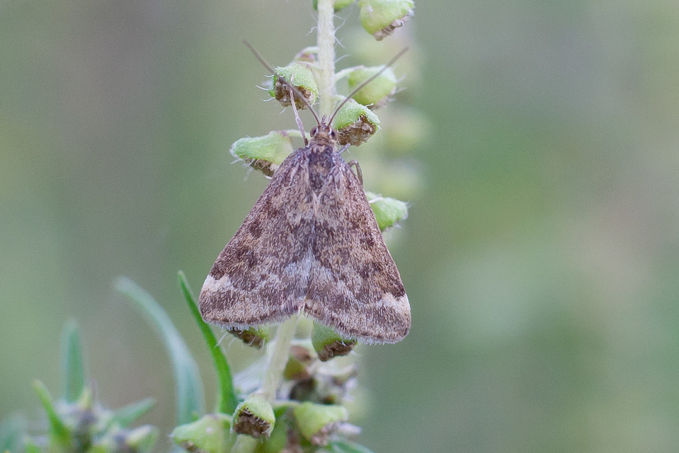Pyrausta despicata - réti bíbormoly