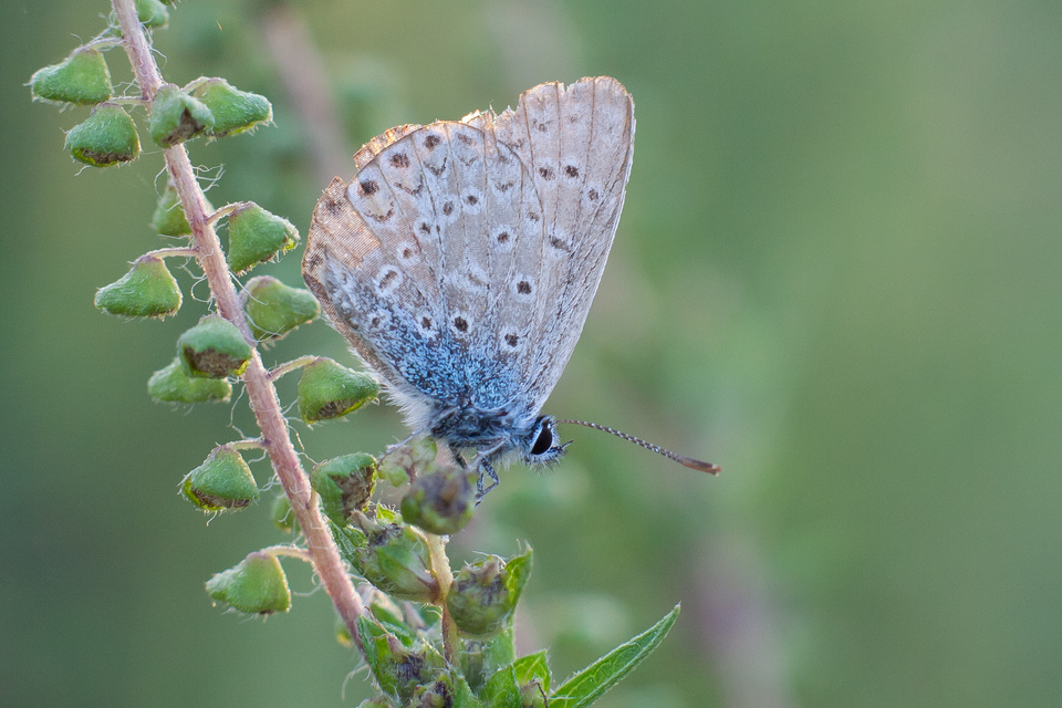 Polyommatus icarus - közönséges boglárka