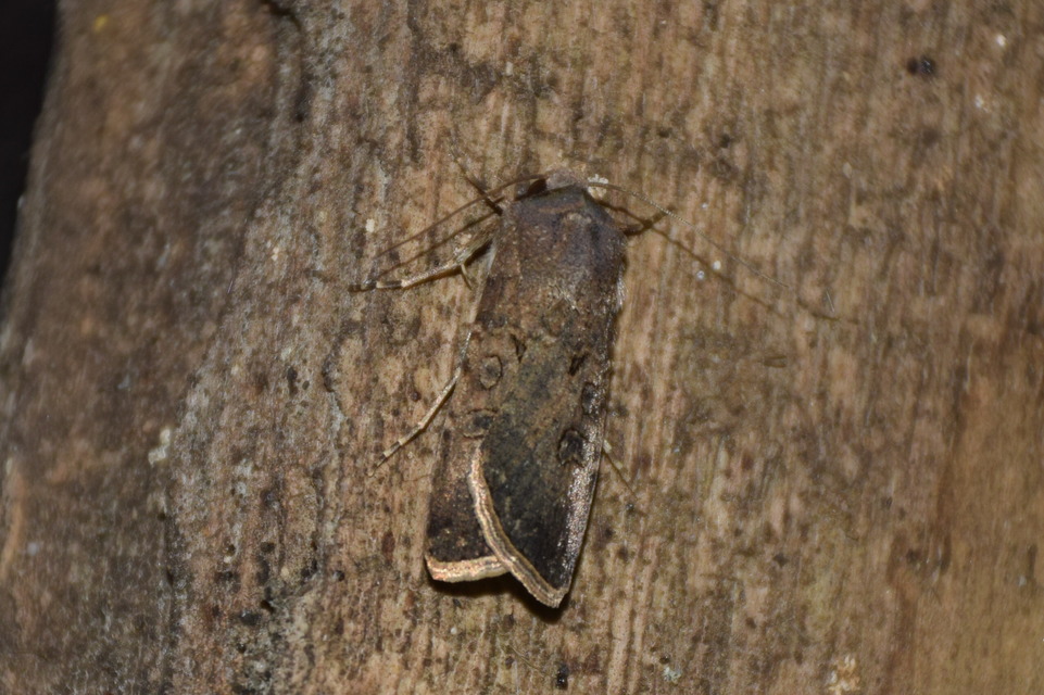 Agrotis segetum - vetési földibagoly