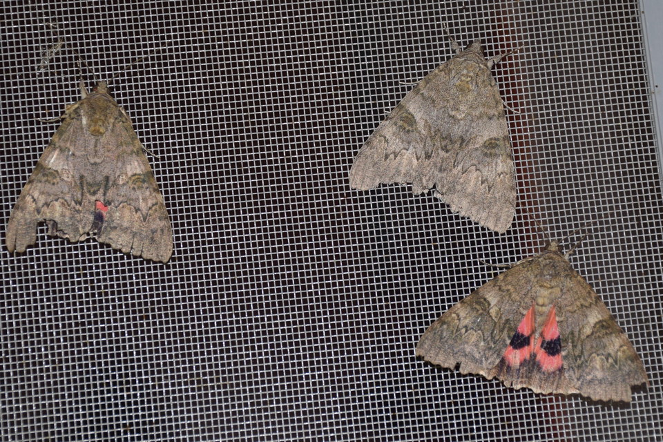 Catocala nupta - piros övesbagoly