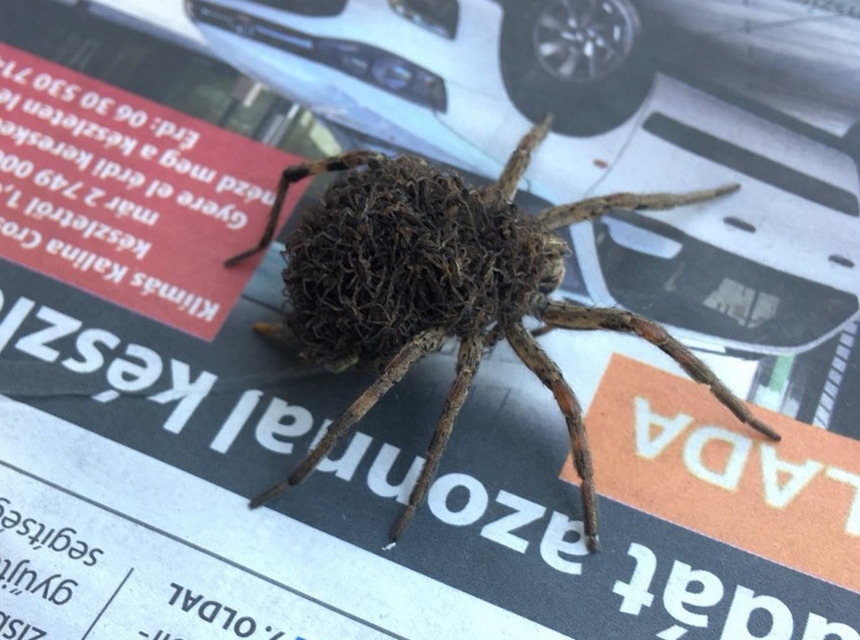 Hogna radiata - réti farkaspók