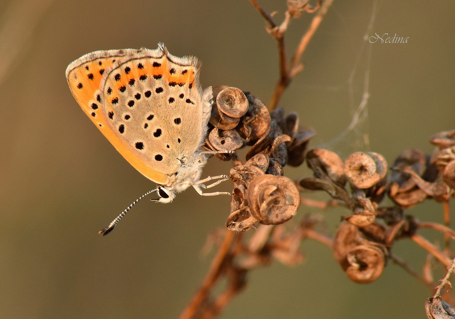 Lycaena thersamon - kis tűzlepke