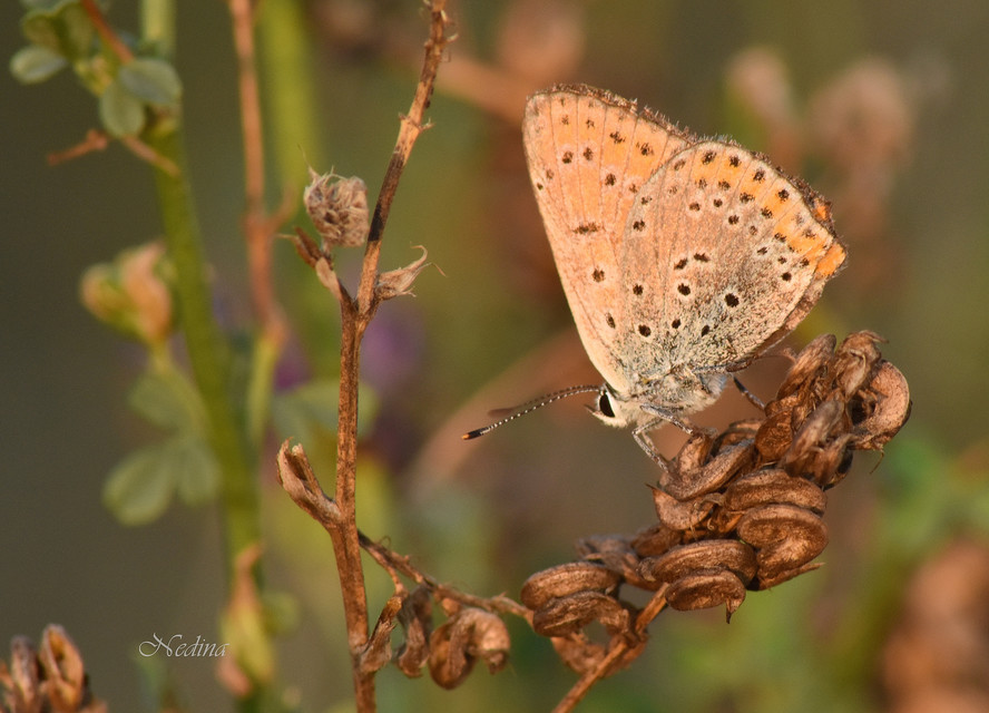 Lycaena thersamon - kis tűzlepke