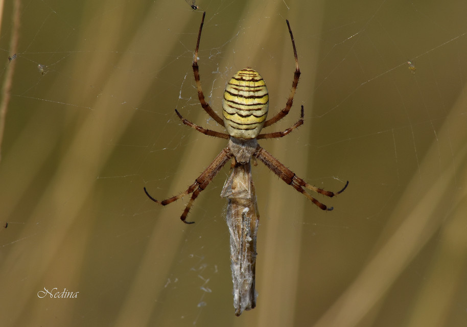 Argiope bruennichi - darázspók