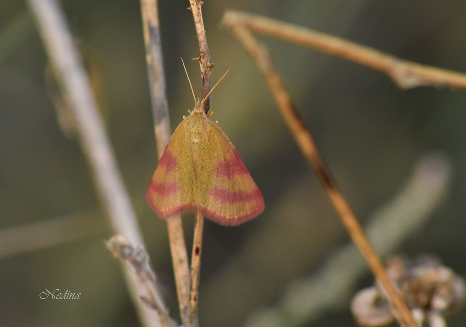 Lythria purpuraria - bíborsávos araszoló