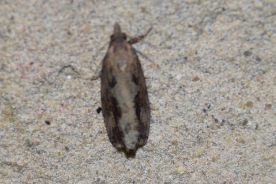 Endothenia quadrimaculana - mocsári tükrösmoly