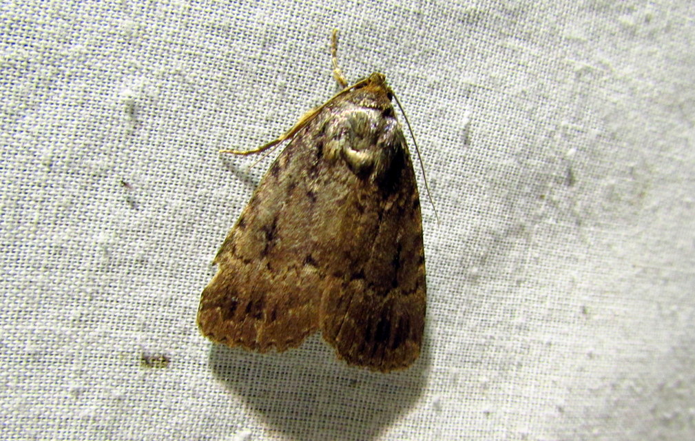 Amphipyra berbera/pyramidea