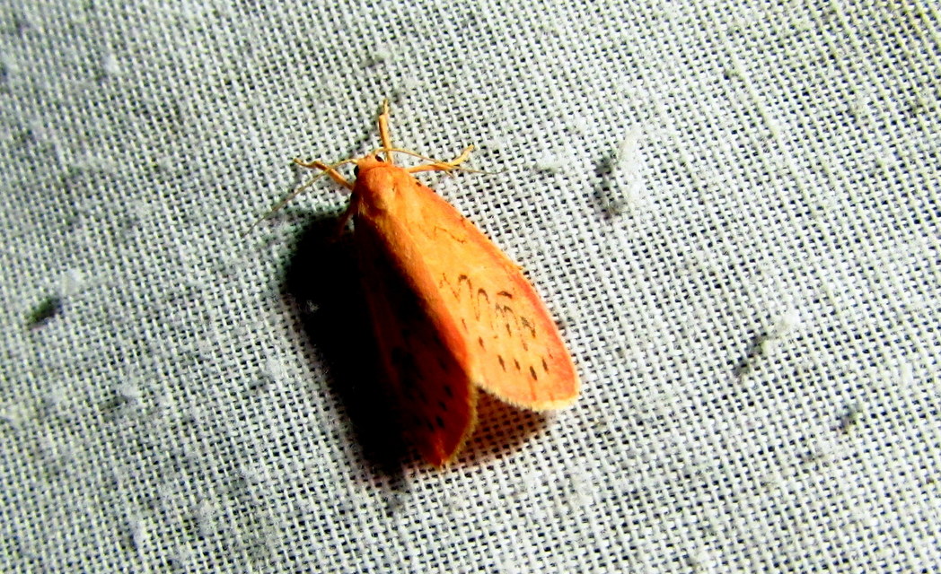 Miltochrista miniata - piros medvelepke