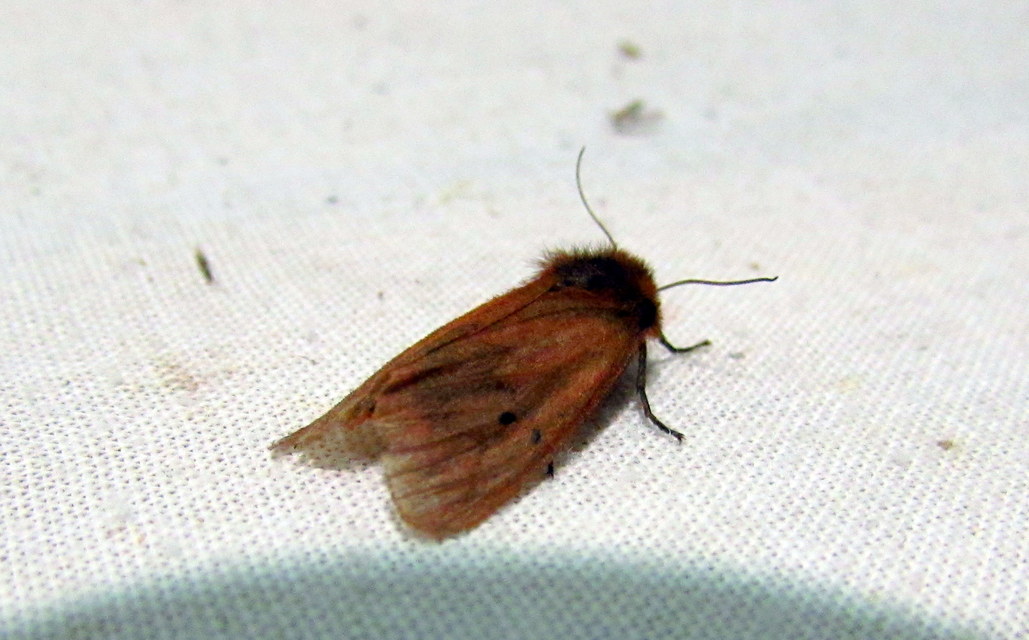 Phragmatobia fuliginosa - füstös medvelepke