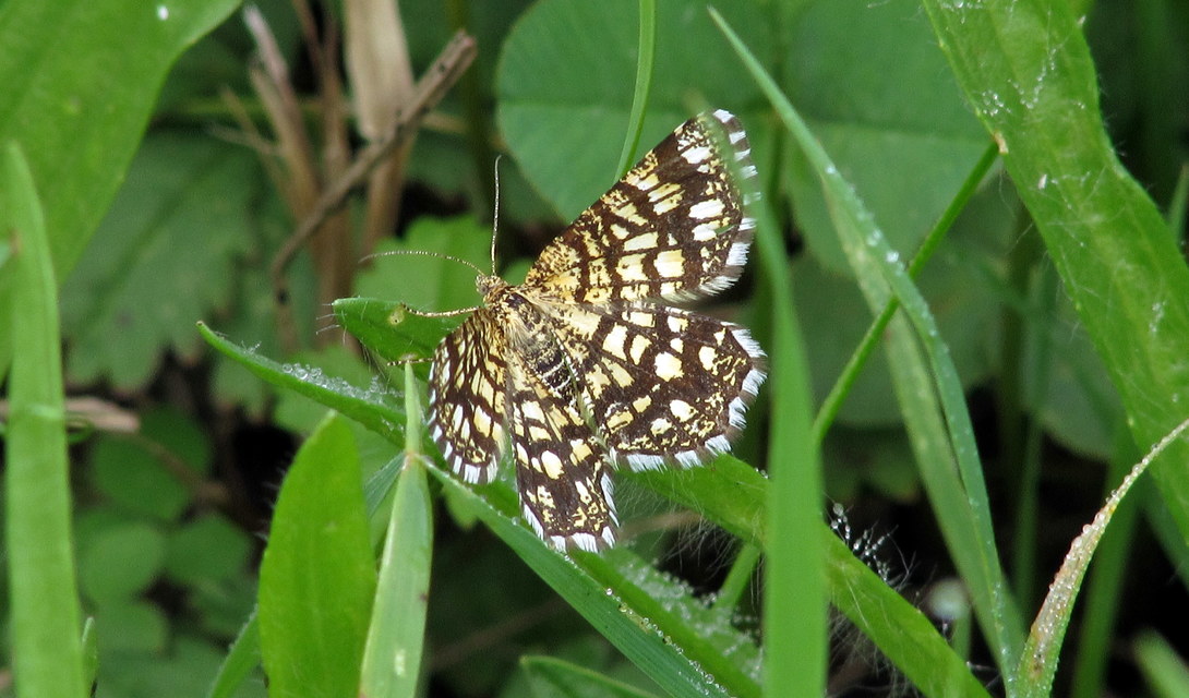 Chiasmia clathrata - rácsos rétiaraszoló