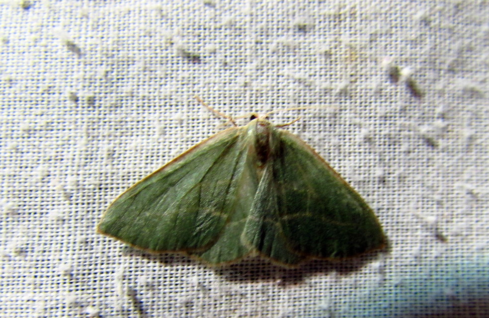 Hylaea fasciaria - erdeifenyő-sávosaraszoló
