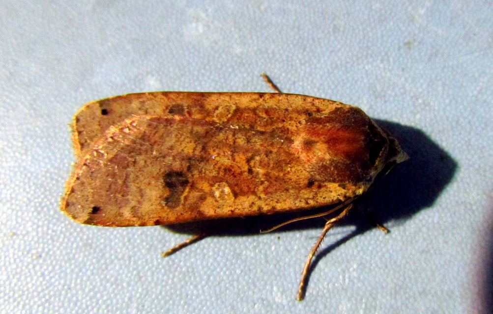Noctua pronuba - nagy sárgafűbagoly