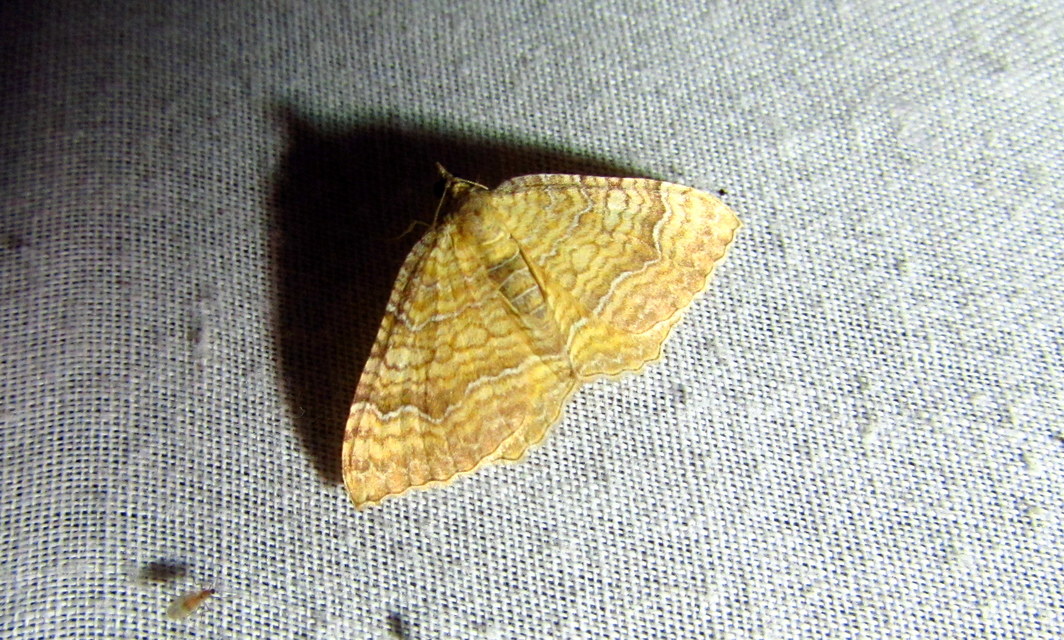 Camptogramma bilineata - kétvonalas sávosaraszoló