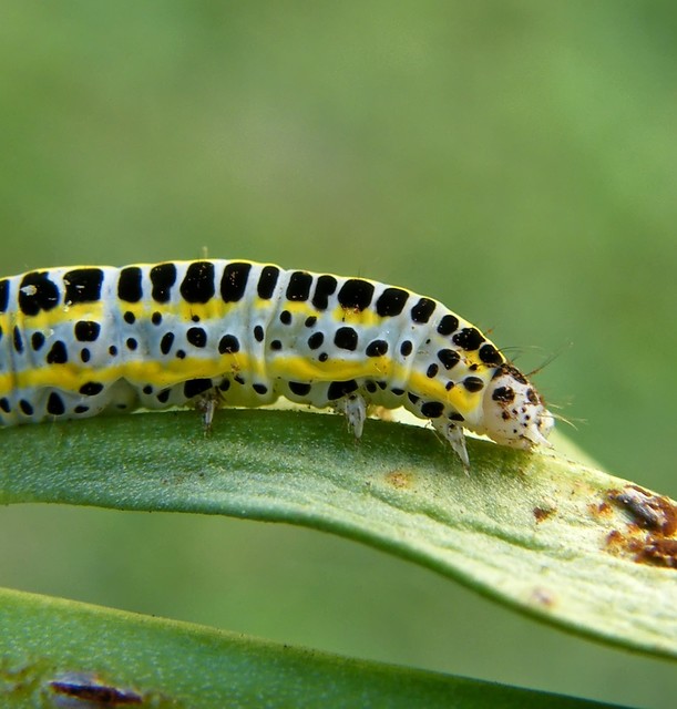 Calophasia lunula - gyújtoványfű-apróbagoly