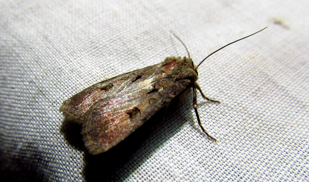 Agrotis exclamationis - felkiáltójeles földibagoly