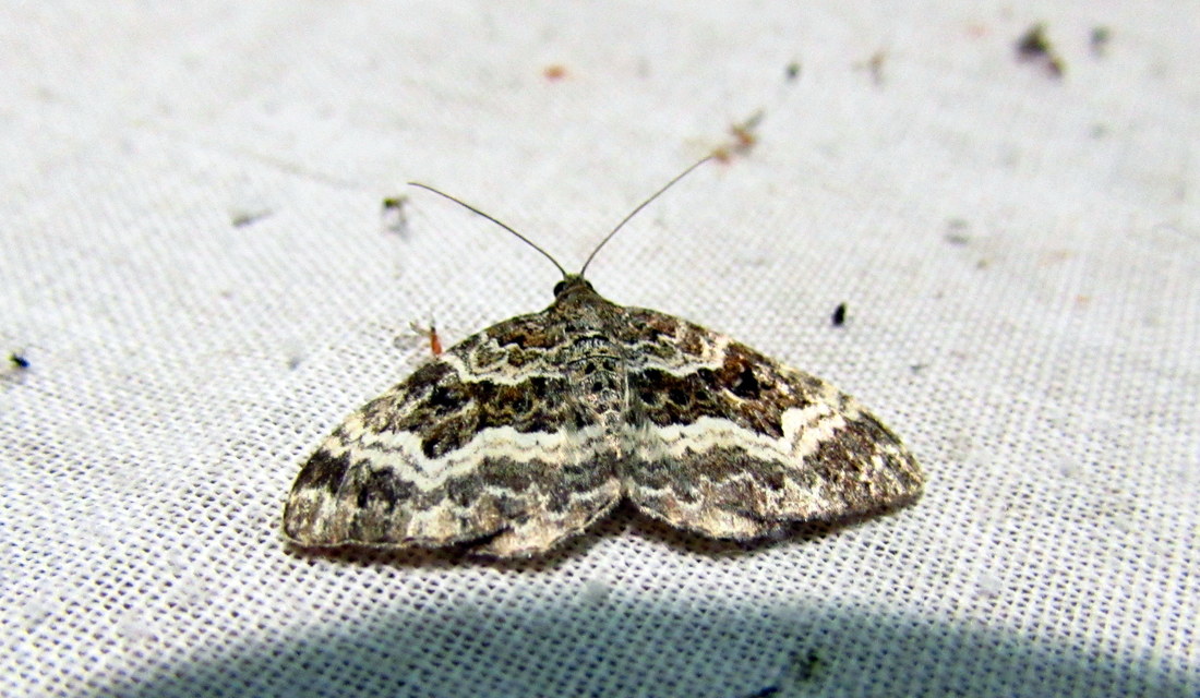 Epirrhoe alternata - galaj-tarkaaraszoló