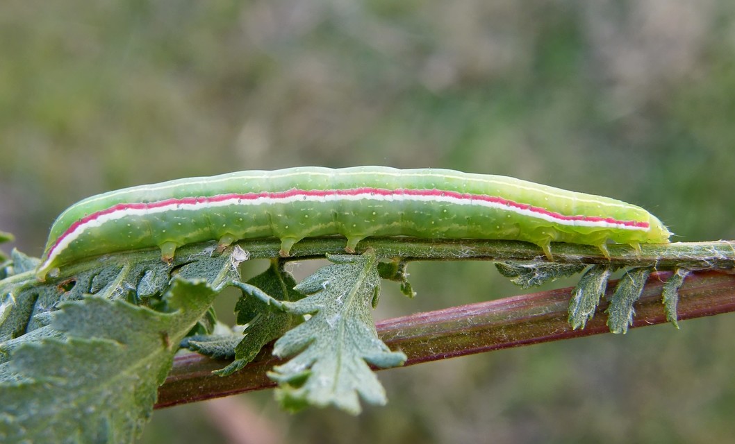 Eucarta virgo - mocsári ametisztbagoly