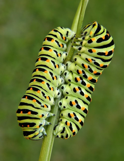 Papilio machaon - fecskefarkú lepke