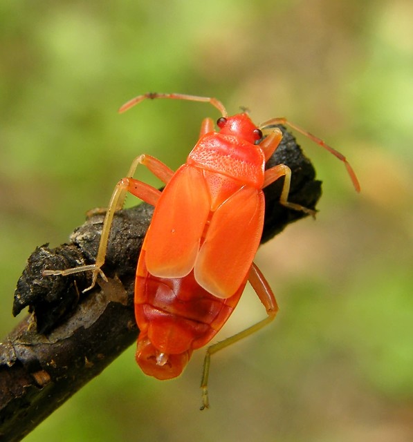 Pyrrhocoris apterus - verőköltő poloska