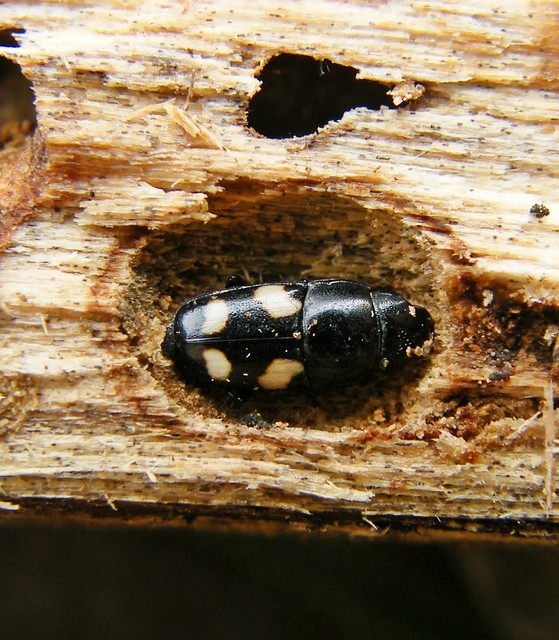 Glischrochilus quadrisignatus - amerikai fénybogár Glischrochilus quadrisignatus - amerikai fénybogár