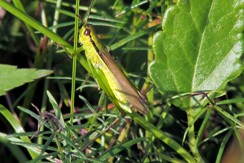 Mecostethus parapleurus - hagymazöld sáska