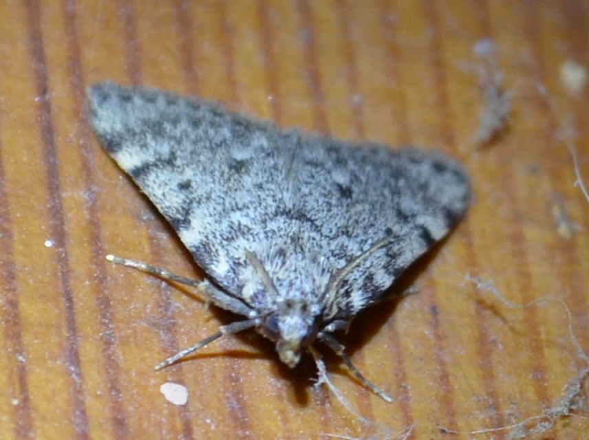 Aglossa pinguinalis - zsiradékmoly