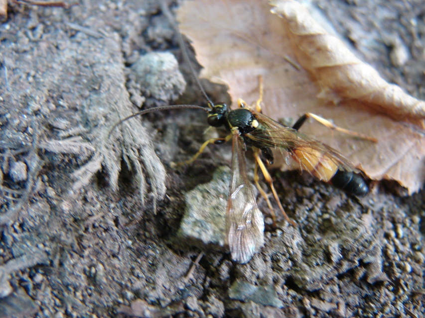 Ichneumonidae - valódi fürkészdarazsak
