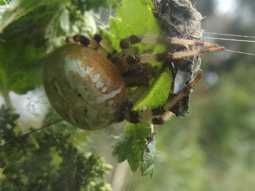 Araneus quadratus - négyes keresztespók