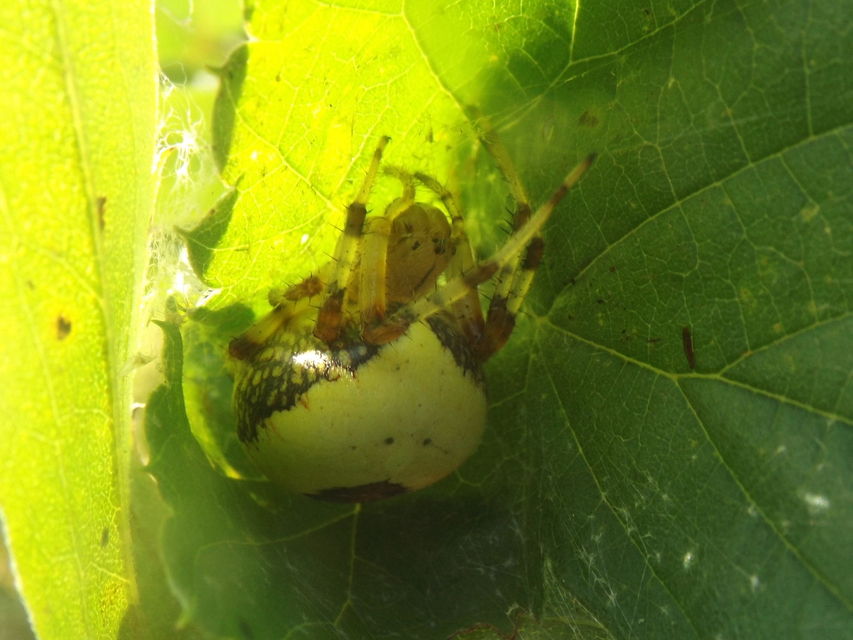 Araneus marmoreus - márványos keresztespók