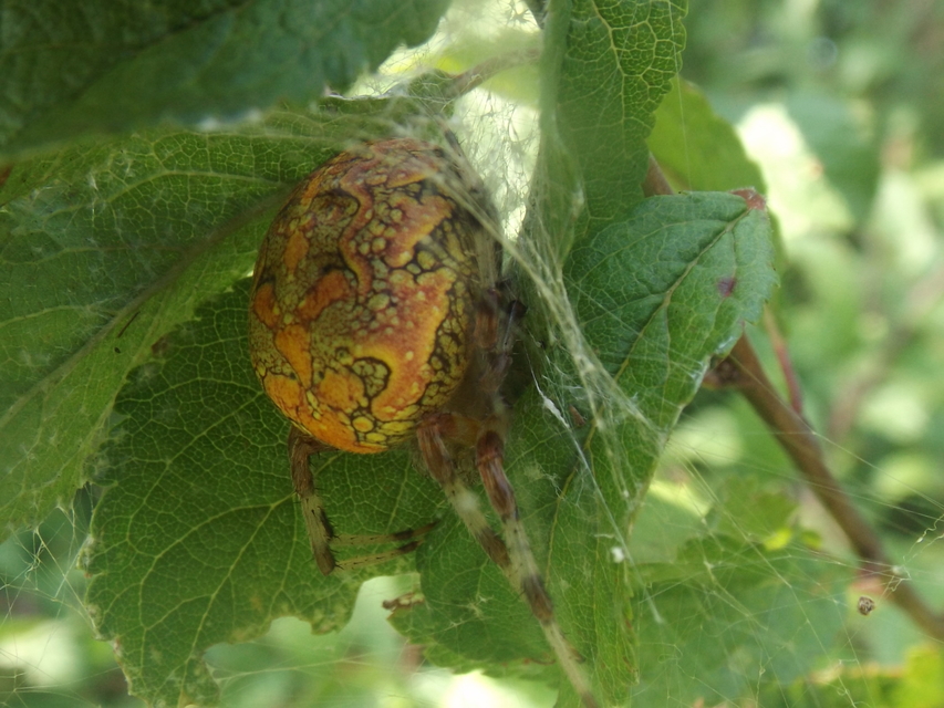 Araneus marmoreus - márványos keresztespók