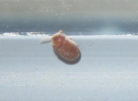 Lasioderma serricorne - dohányálszú