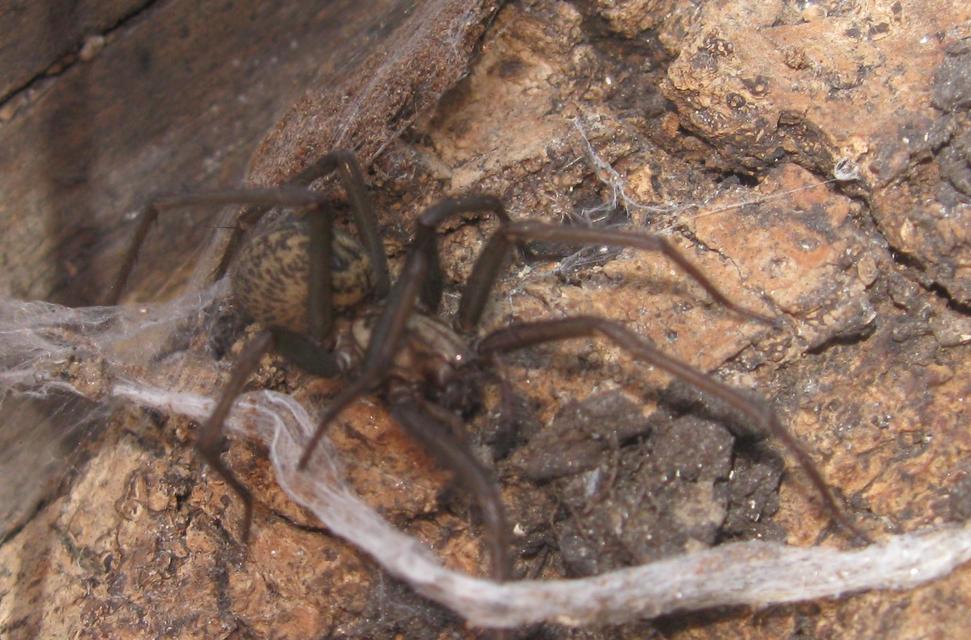 Eratigena atrica - nagy zugpók