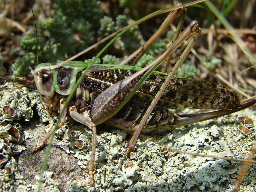 Decticus verrucivorus - szemölcsevő szöcske