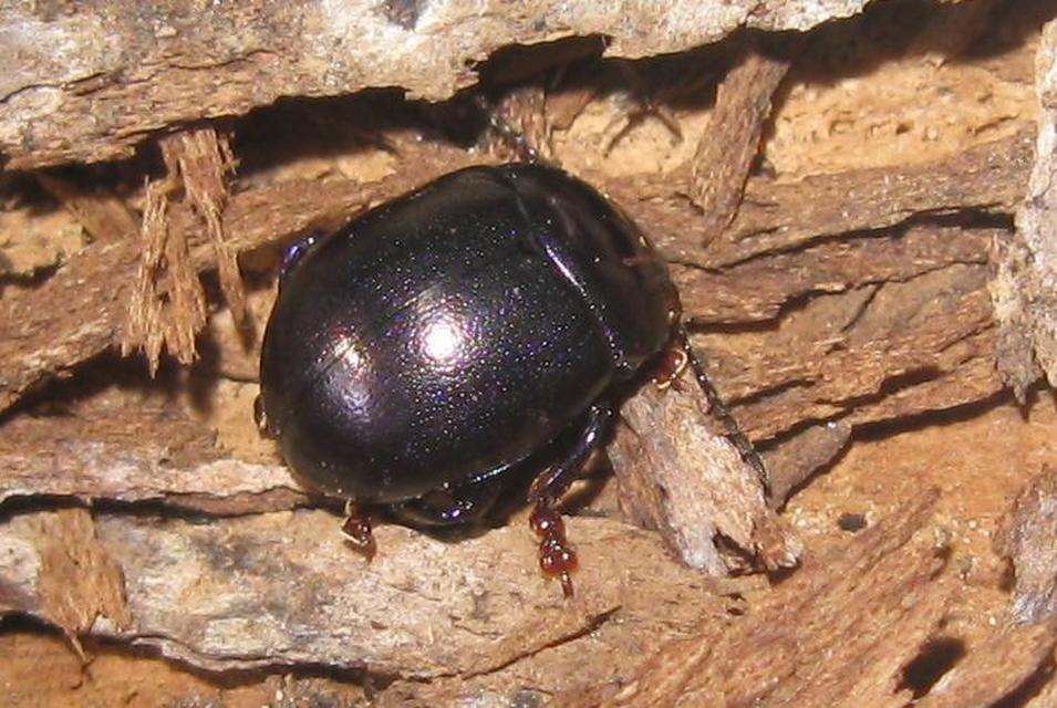 Chrysolina sturmi - vöröslábú levelész