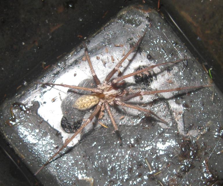Eratigena atrica - nagy zugpók