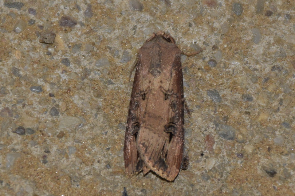 Agrotis ipsilon - nagy földibagoly