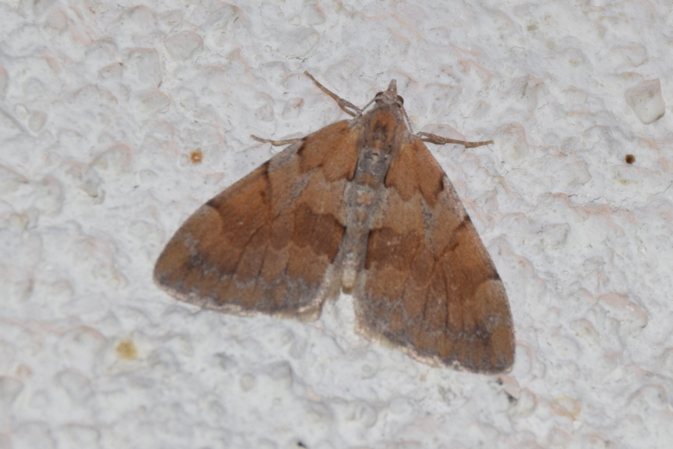 Pennithera firmata - sárgásvörös fenyőaraszoló