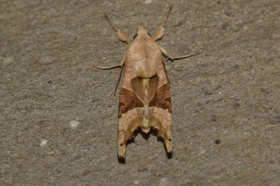 Phlogophora meticulosa - vándorló csipkésbagoly
