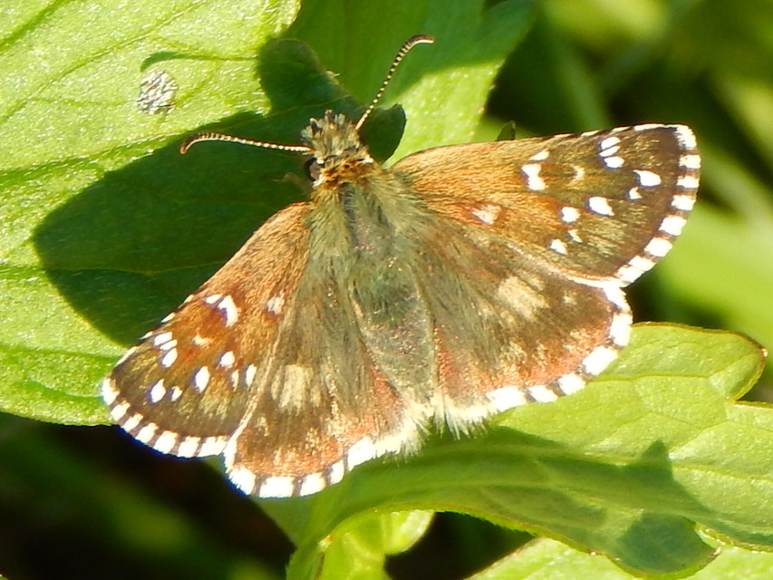 Pyrgus armoricanus - feles busalepke